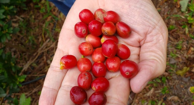 Ideias desenvolve projeto de cafeicultura sustentável em Portugal