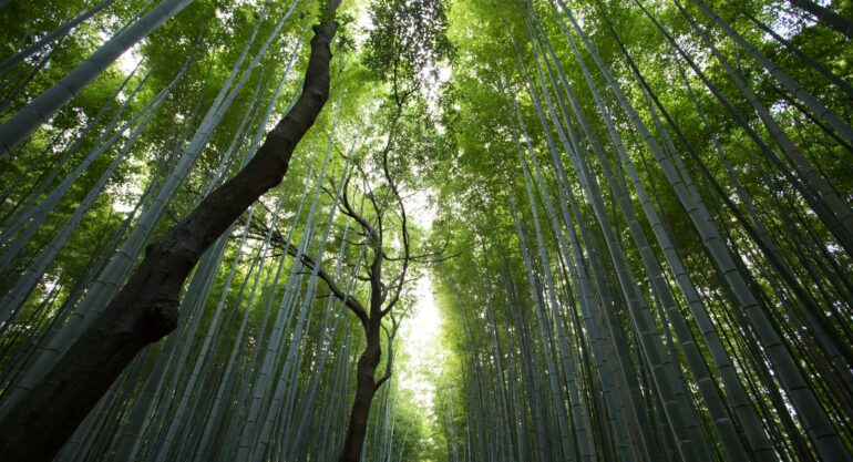 Ideias inicia prática de equivalência ambiental em seus projetos