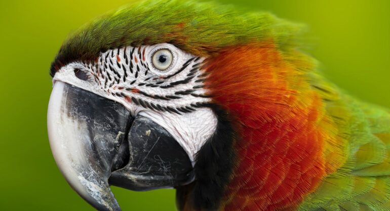 A Amazônia e seu cenário alarmante