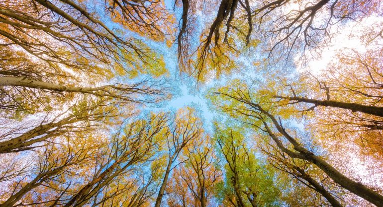 Soluções Baseadas na Natureza: Uma Abordagem Integrada para os Desafios Globais
