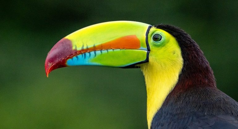 A importância da biodiversidade para o planeta: um chamado à ação