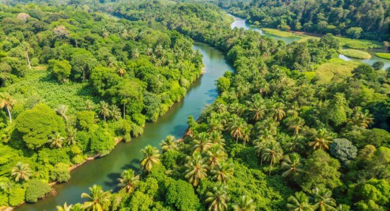 Bioeconomia na Amazônia: novos investimentos e oportunidades